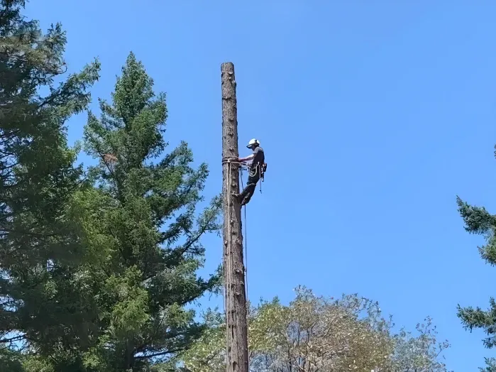 Tree service wichita falls texas