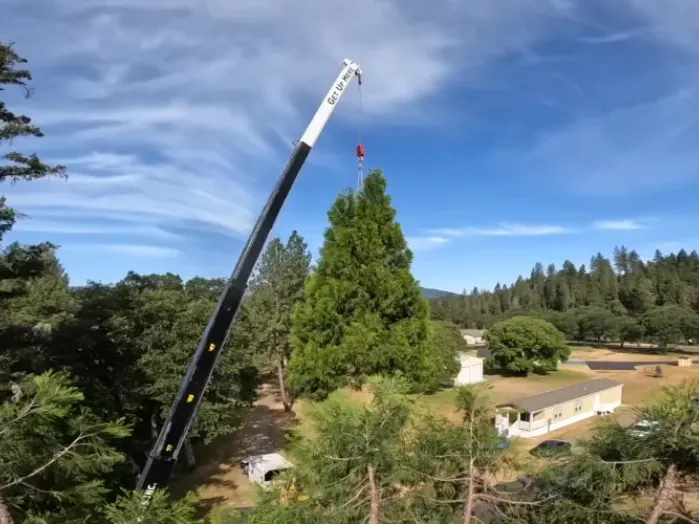 Tree trimming wichita falls