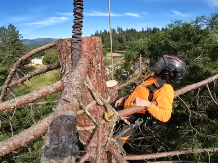 tree removal wichita falls tx